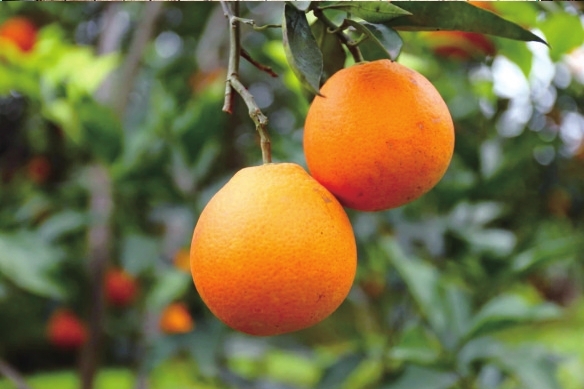 统景梨橙熟了。渝北区文化和旅游发展委员会供图