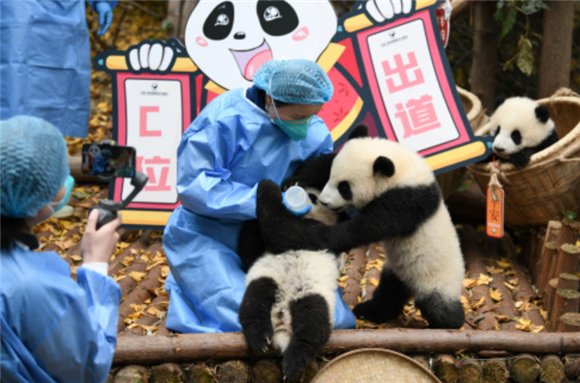 12月29日，成都大熊猫繁育研究基地工作人员在给大熊猫宝宝喂奶。新华社记者 胥冰洁 摄