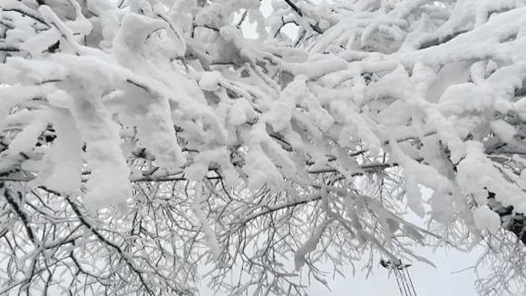 积雪覆盖树上枝头。渝北区文旅委供图 华龙网发