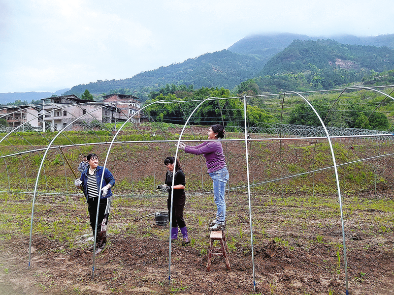 村民正在搭建羊肚菌种植大棚。