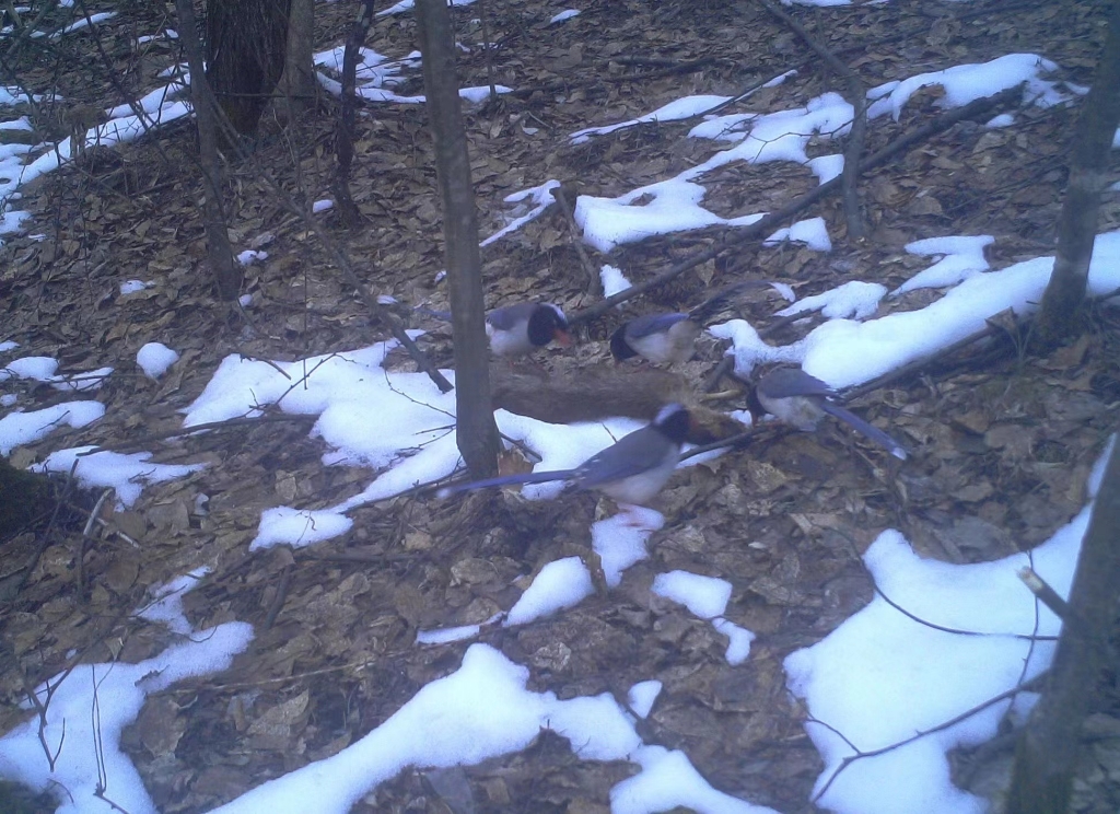 白雪皑皑，红嘴蓝鹊出没。阴条岭国家级自然保护区管理中心供图