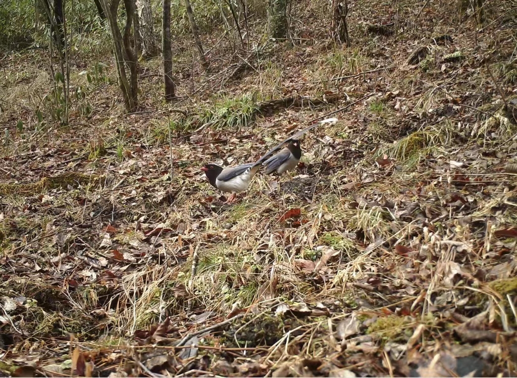 红嘴蓝鹊在重庆阴条岭出没。阴条岭国家级自然保护区管理中心供图