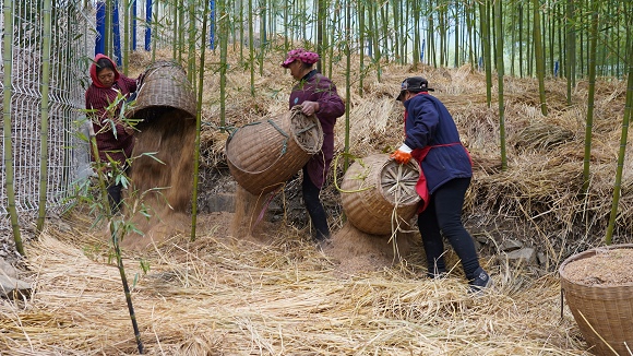 村民们正忙着给雷竹铺稻草、农糠。通讯员 郑莉 摄