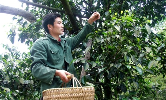 德隆镇茶树村村民在采摘古树茶。资料图片
