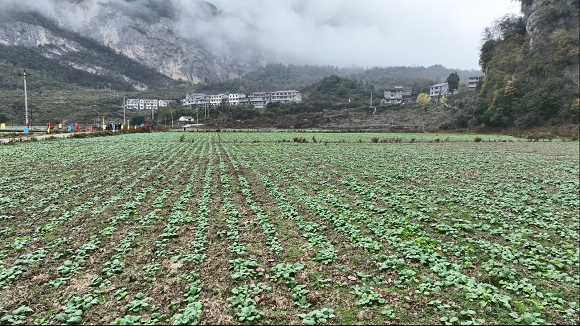 即将越冬的油菜壮苗。通讯员 刘先华 摄