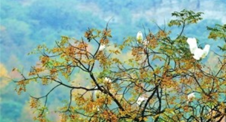 一群白鹭在树枝上翩跹栖息。记者 王泸州 摄
