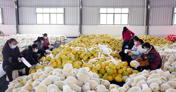 工人正对收购的柚子进行分拣、打包等工序。丰都融媒体中心供图 华龙网发