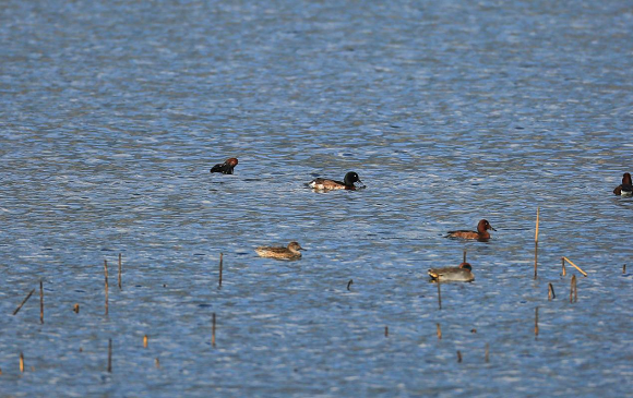 3青头潜鸭、红头潜鸭、绿翅鸭等在汉丰湖国家湿地公园栖息。开州区自然保护地管理中心供图 华龙网发