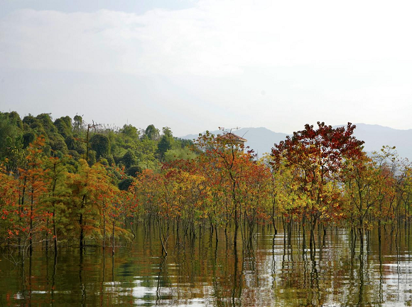 5汉丰湖乌杨观鸟台的水上林泽景色。开州区自然保护地管理中心供图 华龙网发