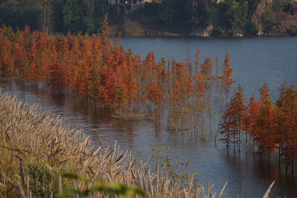 4汉丰湖的池杉、落羽杉和乌桕。开州区自然保护地管理中心供图 华龙网发