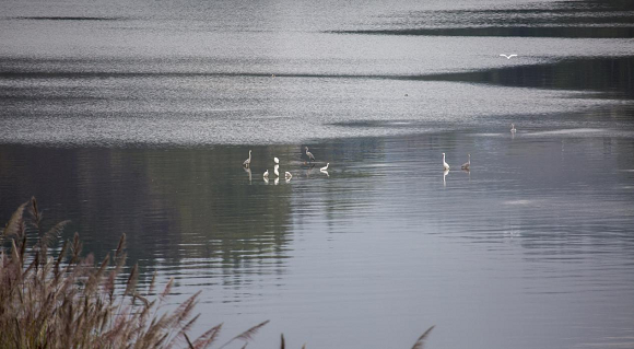 2白鹭在汉丰湖国家湿地公园嬉戏。开州区自然保护地管理中心供图 华龙网发