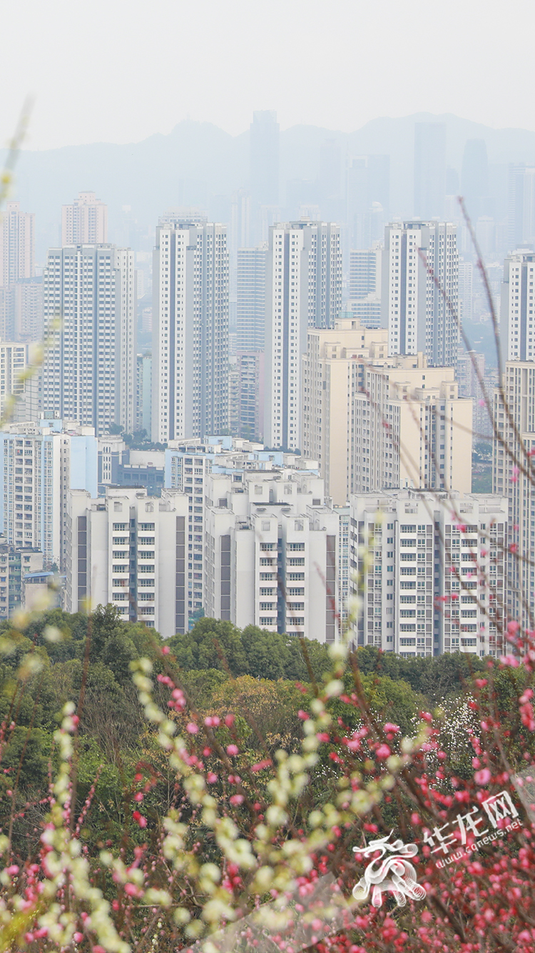 重庆中心城区，春天的气息越来越浓。华龙网-新重庆客户端 首席记者 李文科 摄