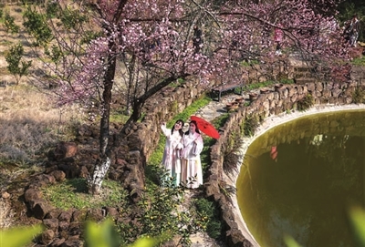 和林镇四方寨，游客身着汉服在盛开的梅花树下拍照、赏花。通讯员 熊伟 摄