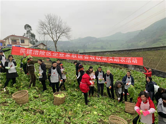 民建组织企业家志愿者收砍青菜头。涪陵区委宣传部供图
