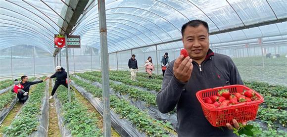“胖哥”展示采摘的新鲜草莓。通讯员 李达元 摄