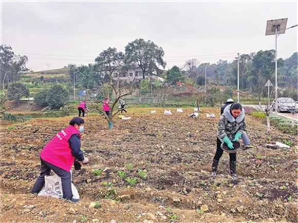 志愿者帮助村民给农作物施肥。通讯员 张浩 摄