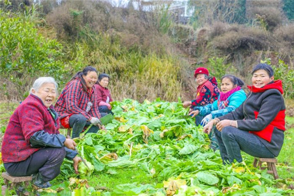 村民在采收榨菜。通讯员 赵晨城 供图