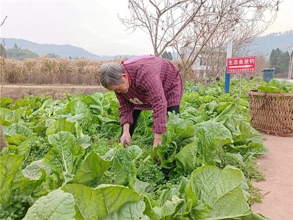 1杨中英在景区环线边的菜地里砍青菜。特约通讯员 蒋文友 摄