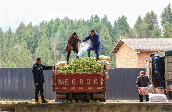 石安镇龙坪村，种植大户将收获的青菜头装车。梁平融媒体中心供图 华龙网发