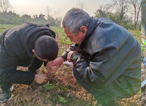 先行县工作组专家正在传授当地果农果树养护技艺。潼南区农业农村委供图   华龙网发