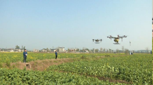 无人机正在给油菜田施肥。潼南区农业农村委供图   华龙网发
