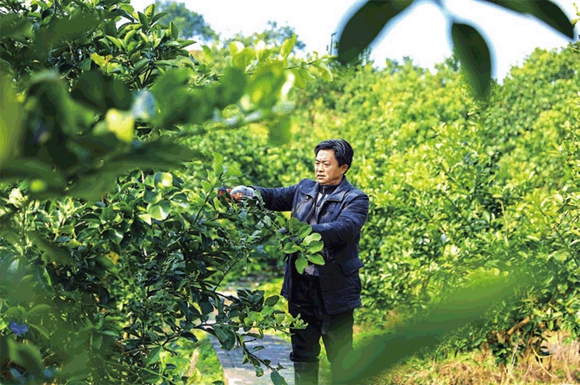 合兴街道龙滩村柚子专业合作社看到,理事长张文辉正在对柚树进行修枝