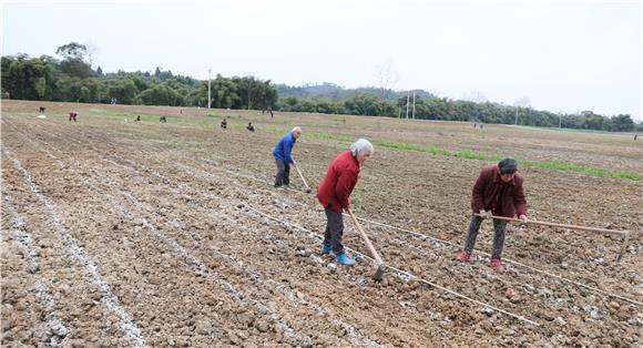 工人栽植高蛋白桑。通訊員 陳剛 攝