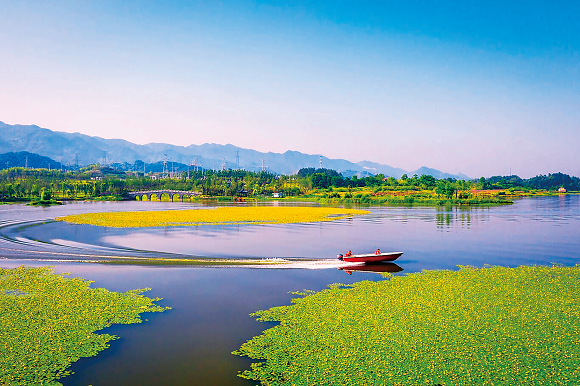 1双桂湖的湿地景观与荇菜群落交相辉映。梁平区湿地保护中心供图 华龙网发
