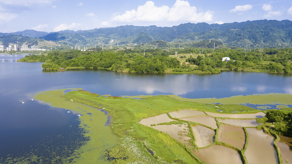 2双桂湖西岸小微湿地。梁平区湿地保护中心供图 华龙网发
