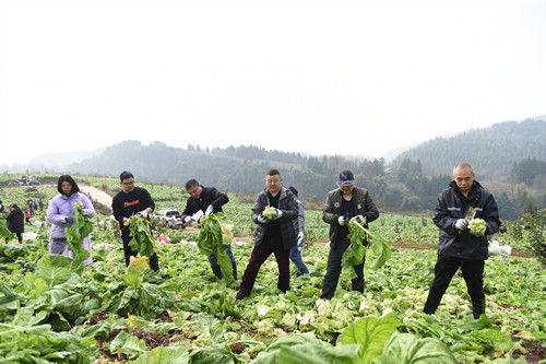 西沱镇政府干部职工在采收青菜头。特约通讯员   隆太良  摄