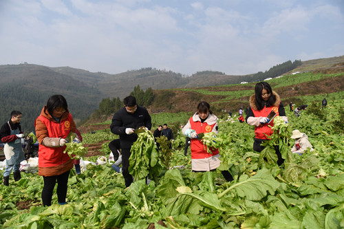 西沱镇村干部和志愿者在采收青菜头。特约通讯员   隆太良  摄