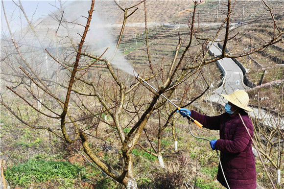 巫峡镇七星村村民正在给脆李树喷药防虫。巫山县融媒体中心供图 华龙网发