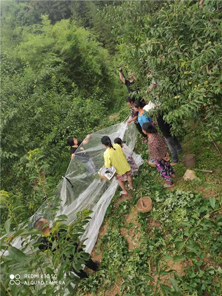 巫溪农技人员在试验推广简易避雨膜。向芳 摄