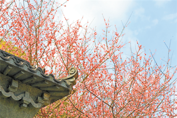 满树繁花是春天最美的风景。胡瑾 摄