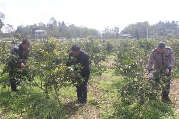杨显明（右）与雇请的村民正在为柑橘修枝。特约通讯员 蒋文友 摄