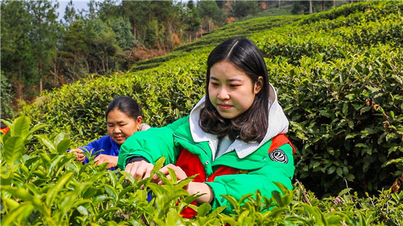 青年志愿者和茶农们在线条交错的茶园里忙碌。通讯员 谭启云 供图