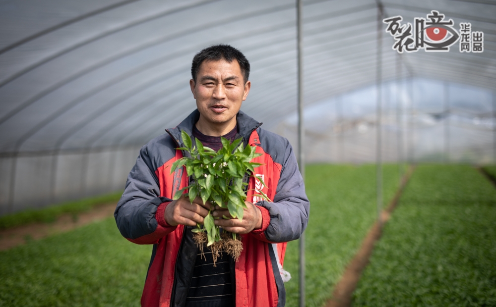 走进大棚，记者见到种植大户——53岁的万培庆。他在小岛上培育菜苗20多年，建有30个温室大棚，黄瓜、青椒、茄子、番茄、丝瓜……一年育蔬菜苗500多万株。