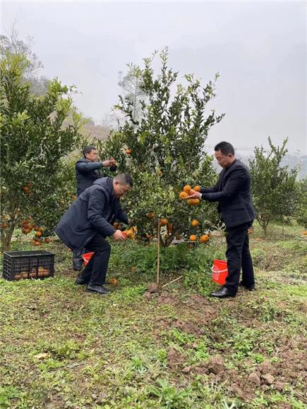 驻村工作队在柑橘园帮忙采摘。特约通讯员蒋文友摄