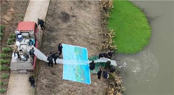 工作人员在青峰河放流18万尾鱼苗。通讯员 陈仕川 摄