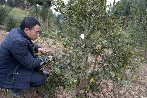 村民为油茶树修枝。通讯员 郑莉 摄