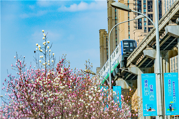 6蓝白相间的玉兰吐露春意，与列车一起勾勒出美丽巴南城市春景。