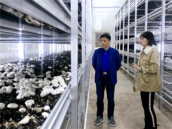 临空农业公司主要负责人现场检查双孢菇现代科技园项目复工复产及生产状况 受访者供图