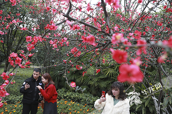 3 市民在公园拍照打卡。华龙网-新重庆客户端 首席记者 李文科 摄