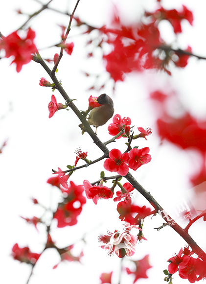 盛开的海棠花吸引来了小鸟。华龙网-新重庆客户端 首席记者 李文科 摄
