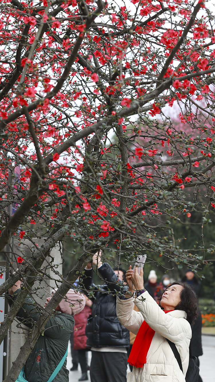 2 盛开的海棠花吸引市民驻足观看。华龙网-新重庆客户端 首席记者 李文科 摄
