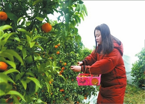 仁贤街道五一社区的砂糖桔种植基地，游客在采摘砂糖桔。通讯员 向成国 摄