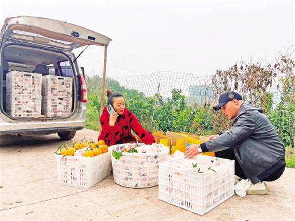 赵世洲夫妻俩将柑橘装箱。通讯员 郑光慧 罗莎 供图