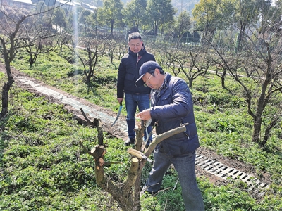 苏胜齐教授（右）在中梁镇现场指导果树高接换种。 沙坪坝区科技局供图