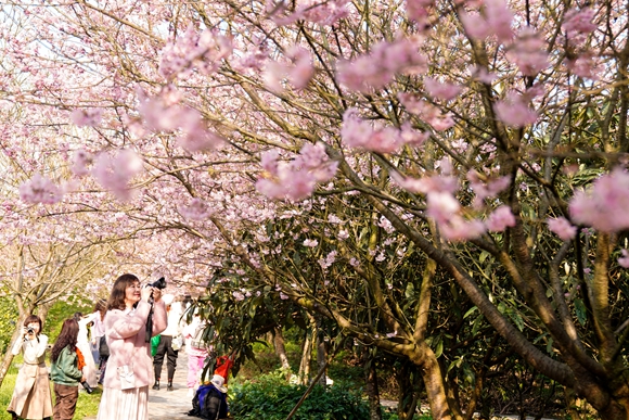 北碚区澄江镇五一村樱花橘乡农业公园，游人在欣赏盛开的樱花。特约通讯员 秦廷富  摄