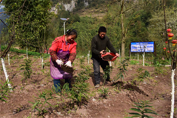 脱贫户陈朋（右）谭明兰（左）夫妇在黄精种植基地施农家肥。特约通讯员  隆太良  摄